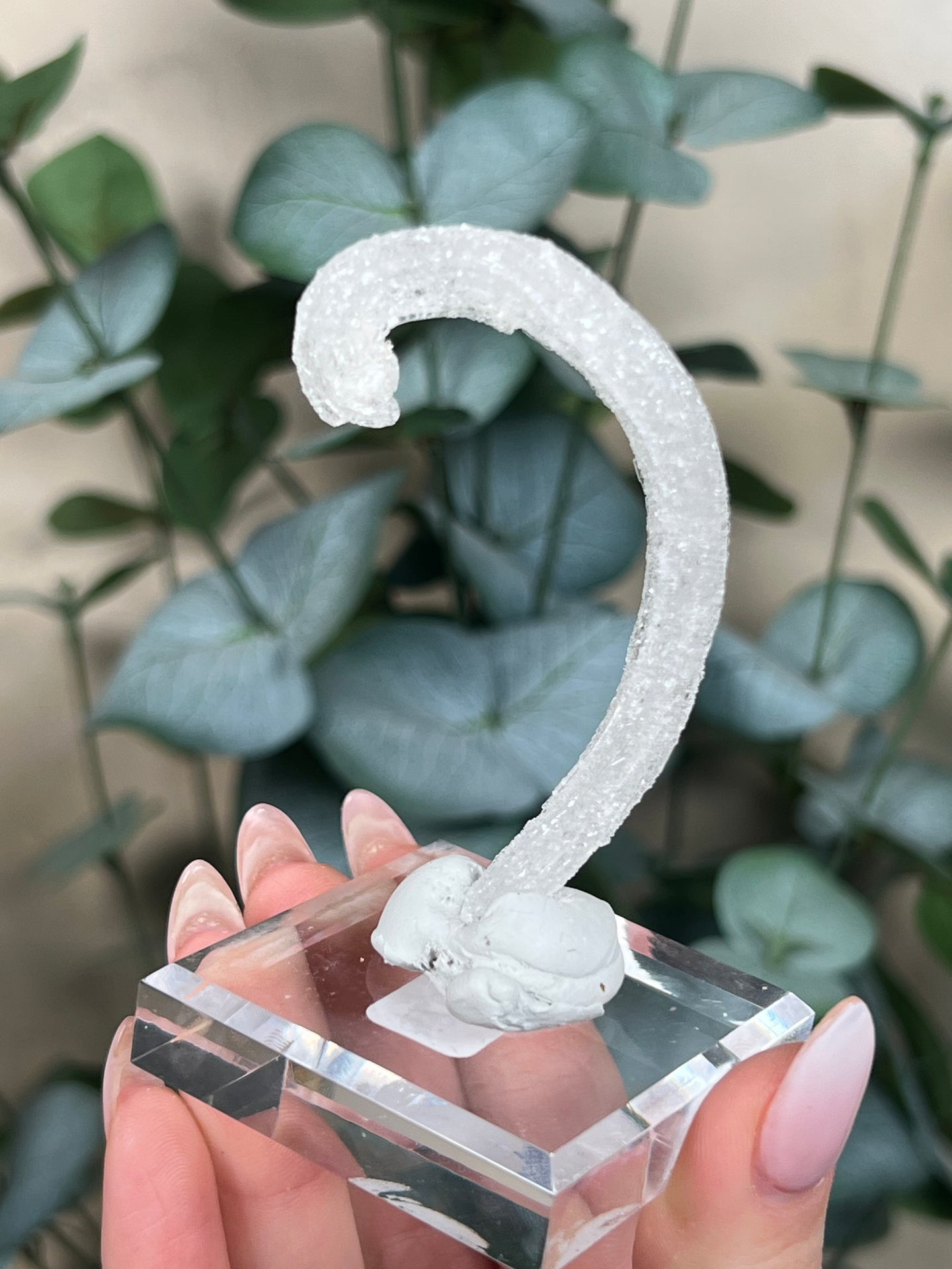 Horn Selenite (26ED)